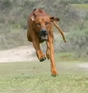 ridgeback.webp