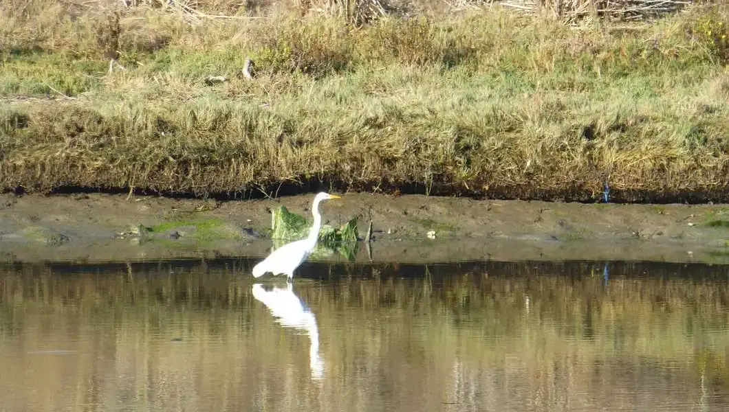 Looong neck bird.webp