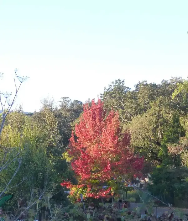Fall colors.webp