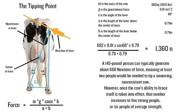 cow 2.webp
