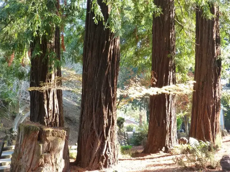 Redwood Grove.webp