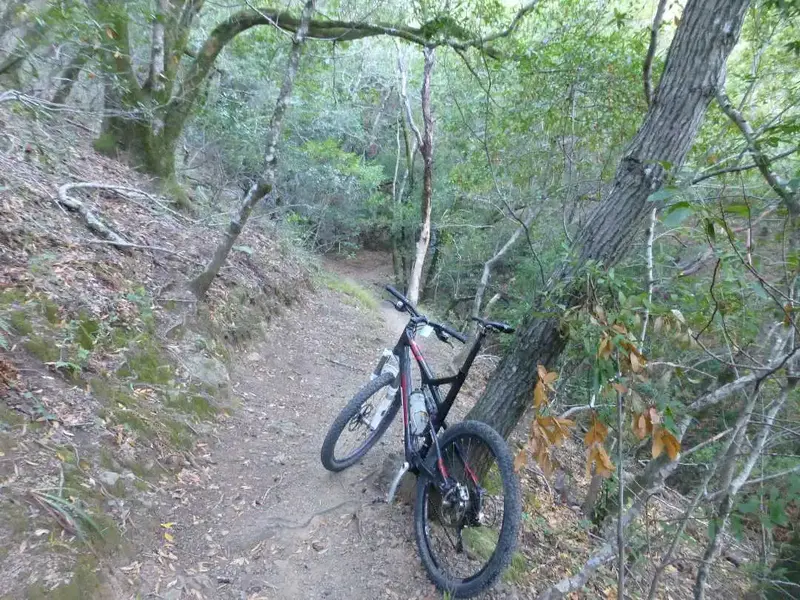 Deep in the woods.webp