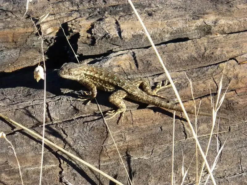 Lizard in the sun.webp