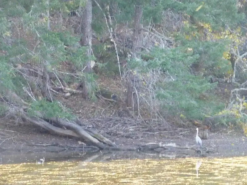 Great Blue Heron.webp