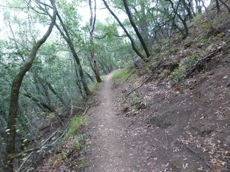 Today's trail.webp