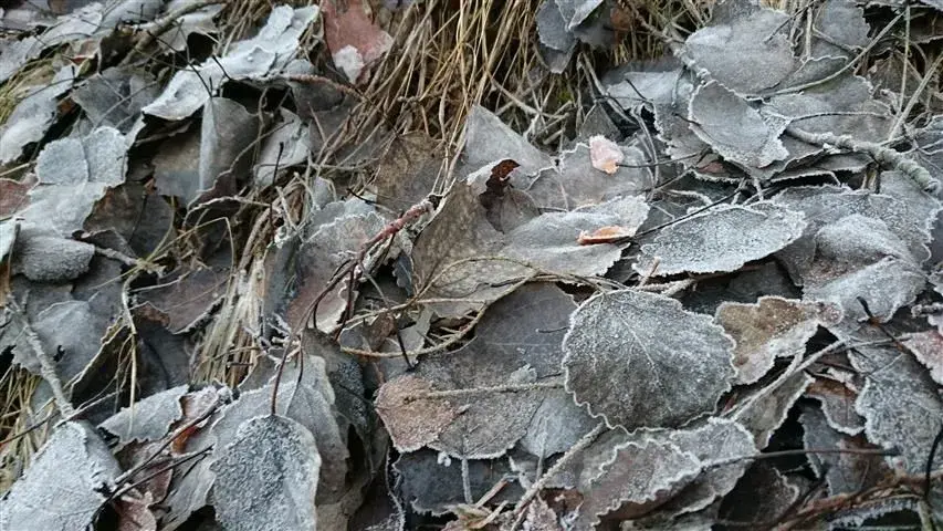 frozen leaves.webp