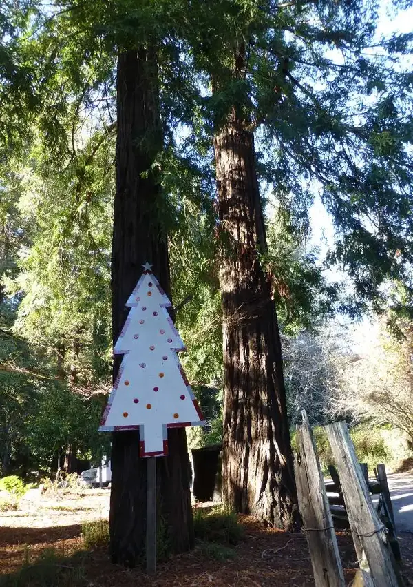 Christmas in the Redwoods.webp