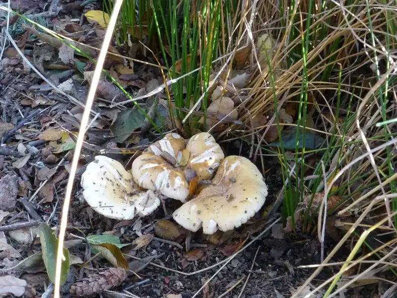 'Shrooms.webp