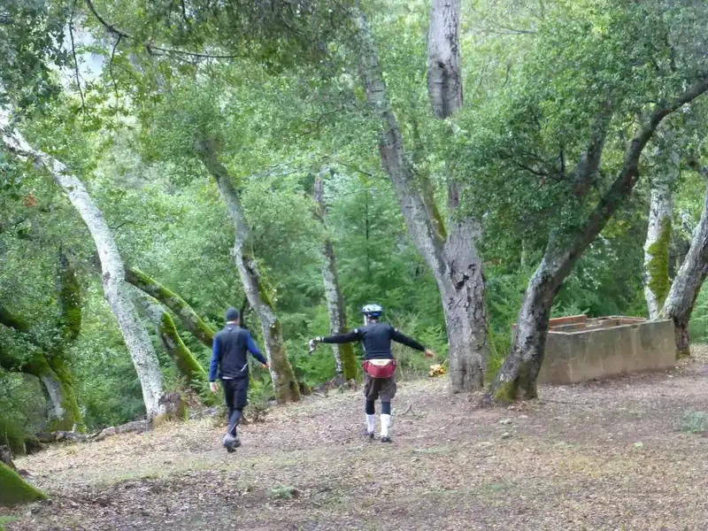 Mushroom Hunting.webp