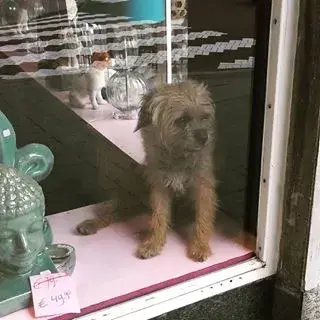Doggie in the window.webp