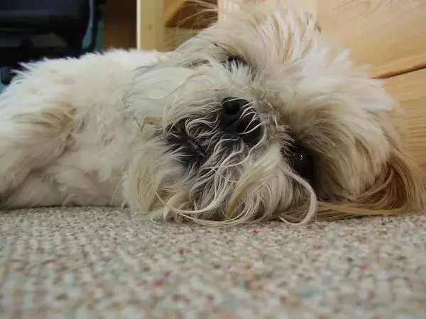 it's a hard life being a dog!.webp