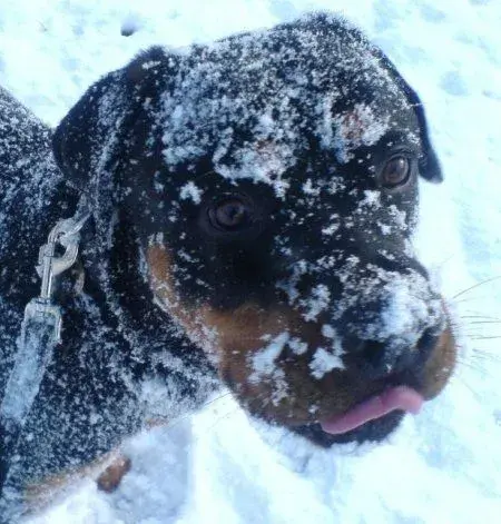 max snow.webp