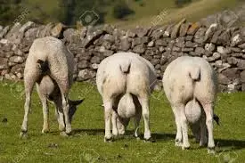 sheep.webp