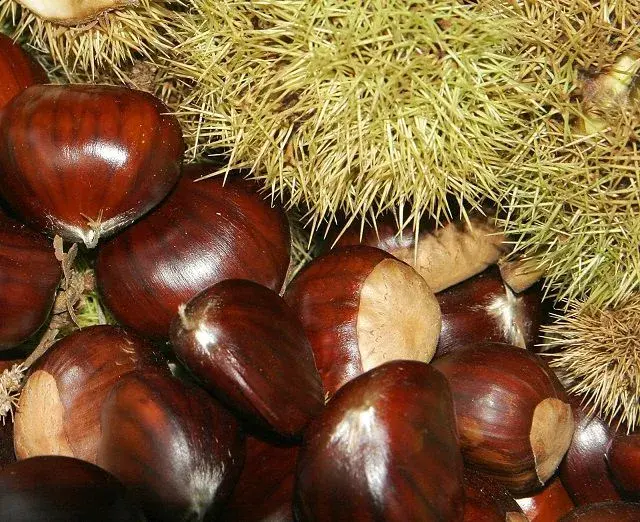 Chestnuts02.webp