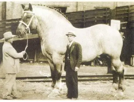 Big Horse.webp