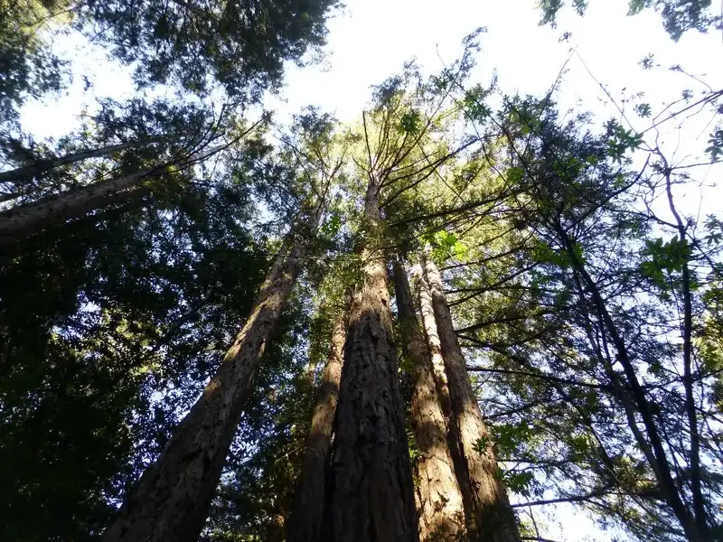 Church of the Redwoods.webp