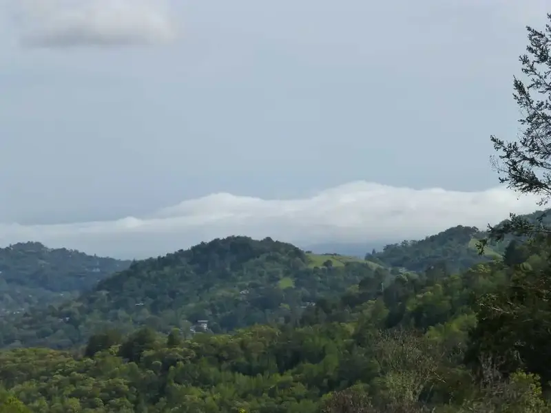 Fog over the Bay.webp