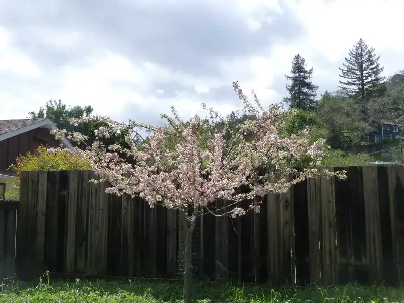 Blooming .webp