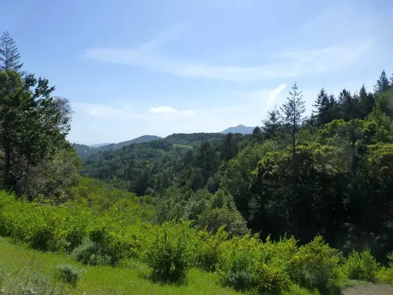 Spring in Marin.webp