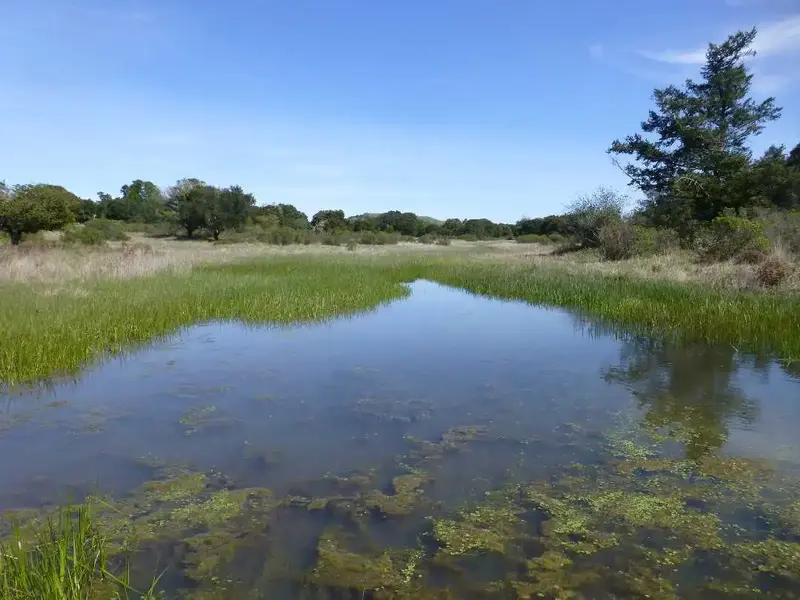 Magic Bridge Vernal Pool.webp