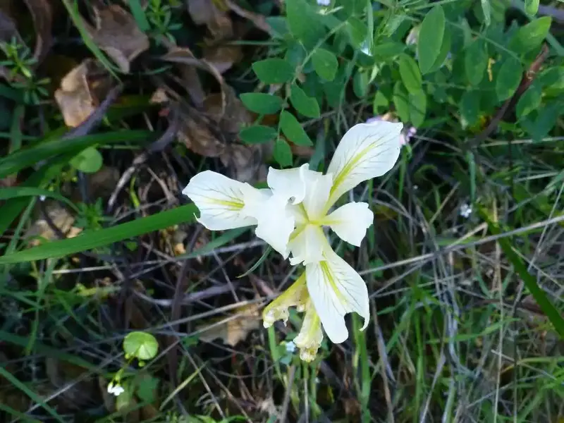 Iris.webp