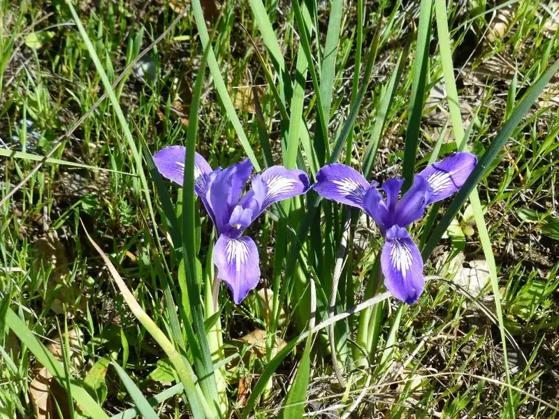 Purple Iris.webp