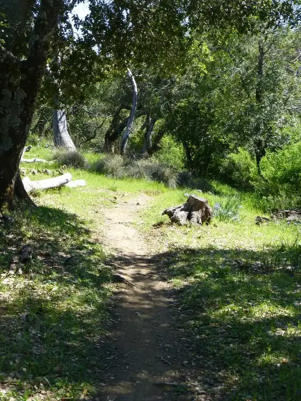 Inviting trail.webp