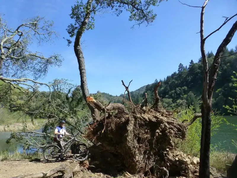Big uprooted tree.webp