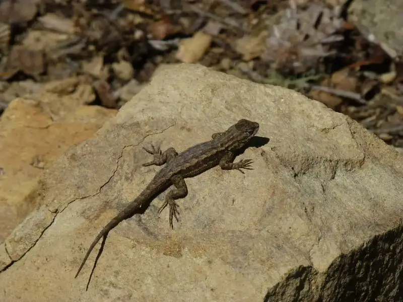 Local Lizard.webp
