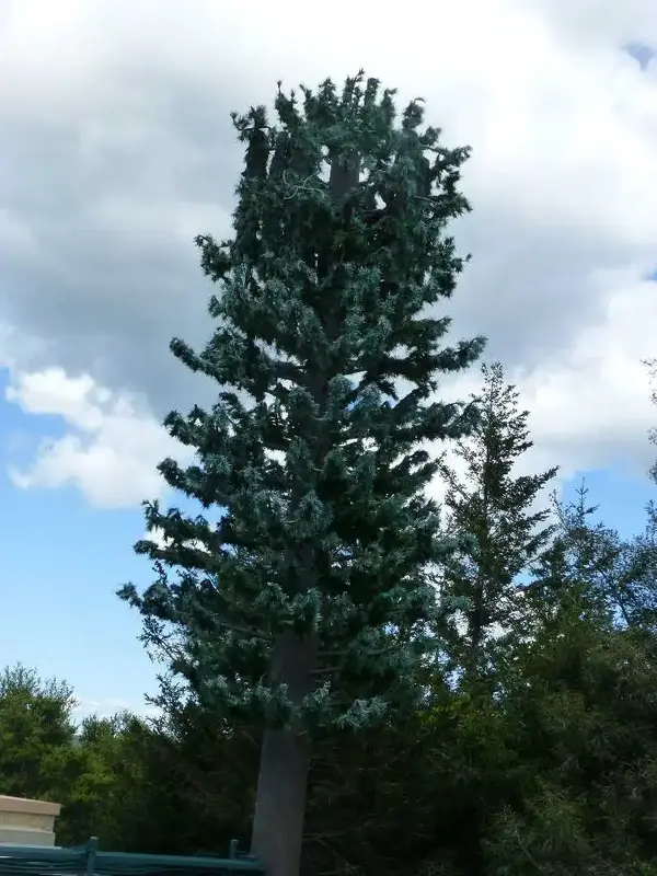 Fake tree cell tower.webp