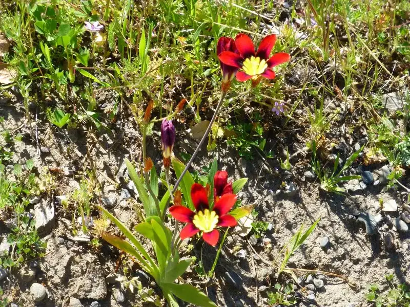Spring Wildflower.webp