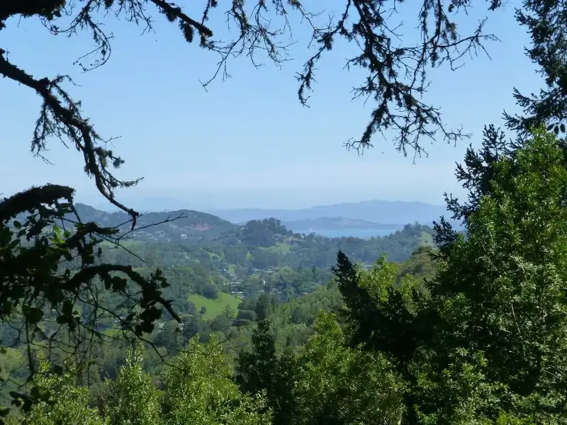SF Bay.webp