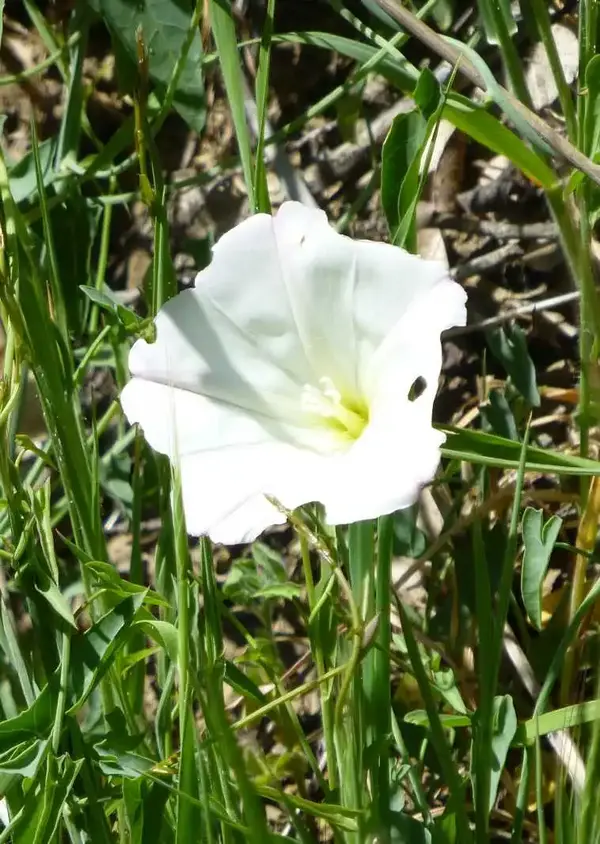 Morning Glory.webp