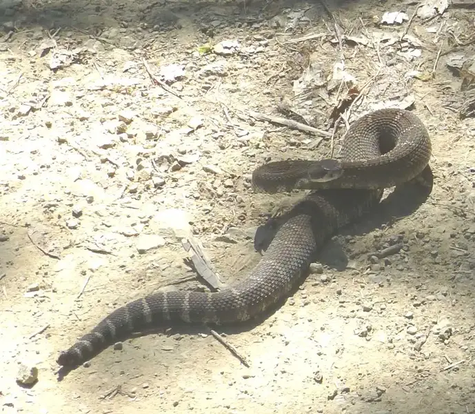 Rattlesnake.webp