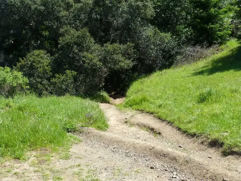 OG trail.webp