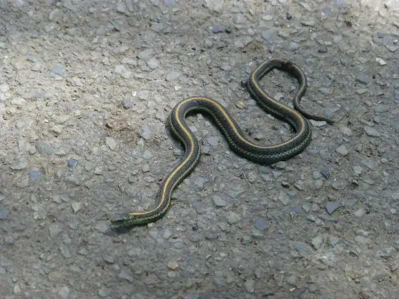 Garter Snake.webp