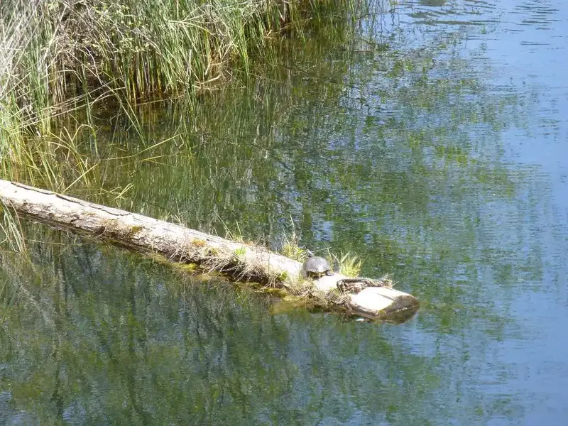 Local turtle.webp