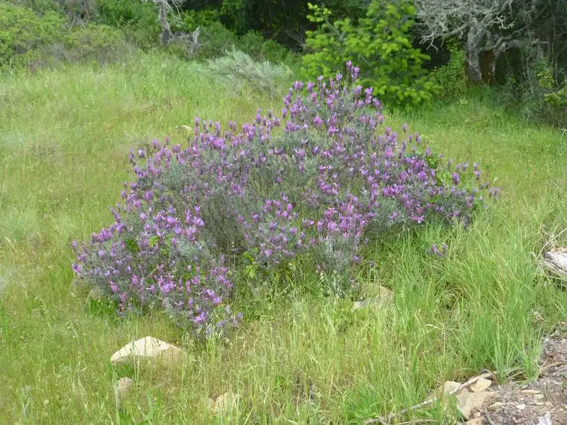 Lavender.webp