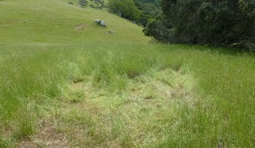 Deer Bed.webp