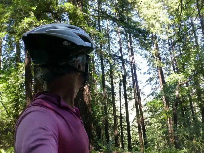 Church of the Redwoods.webp