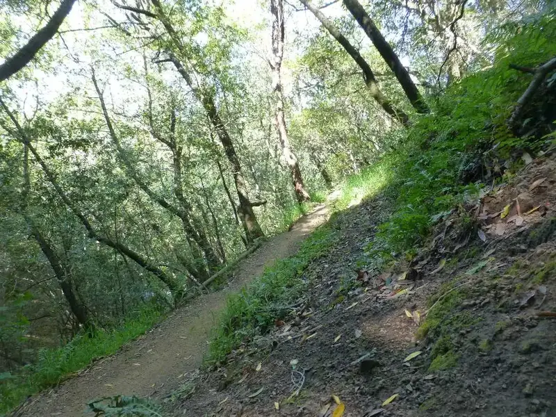 Today's Trail.webp