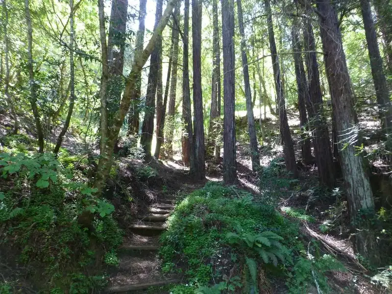 Into the woods.webp