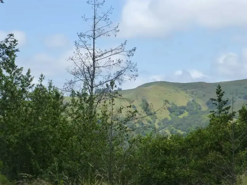 Looking North.webp