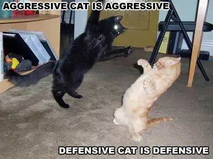 catfight.webp