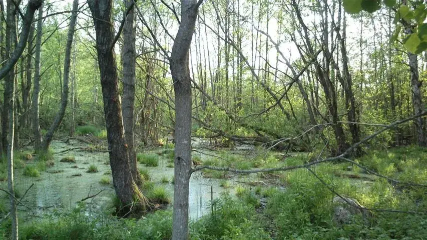 swamp.webp