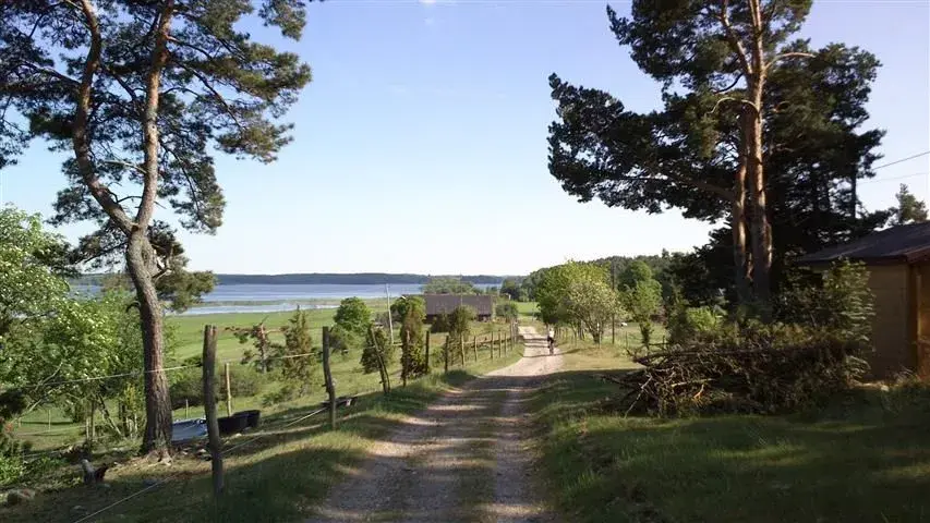 pines n lake.webp
