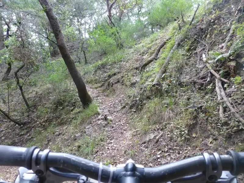 Trail riding.webp