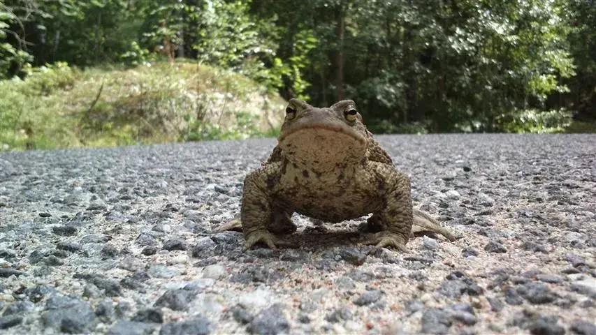 mr toad.webp
