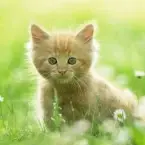 meow.webp