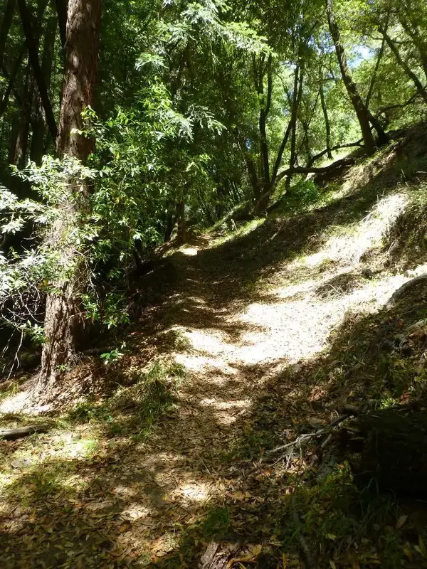 Climbing in the Redwoods.webp